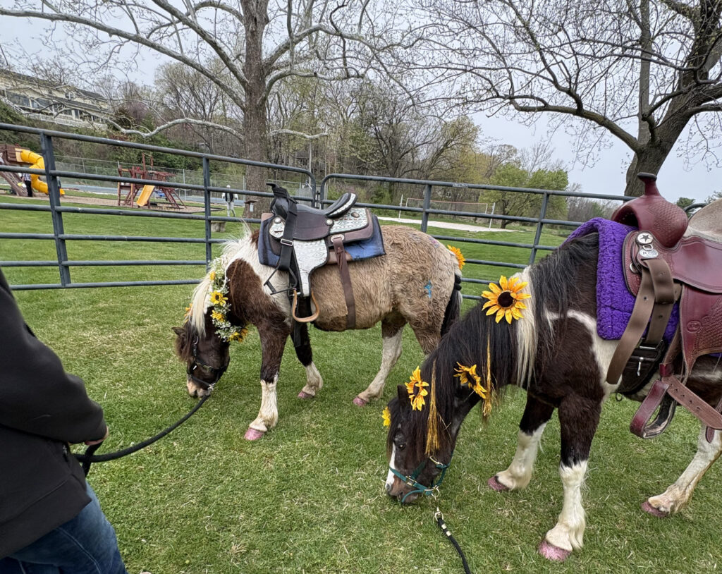commercial-pony-rides